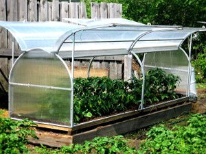 парник бабочка из поликарбоната фото