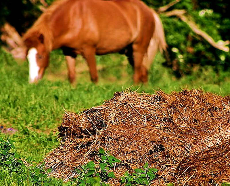 Продажа перегноя и навоза