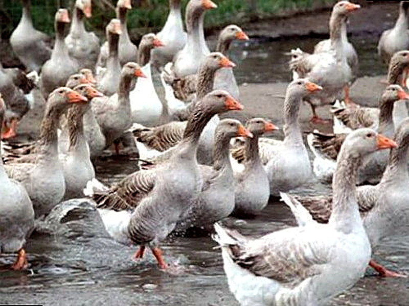 Разведение домашней птицы