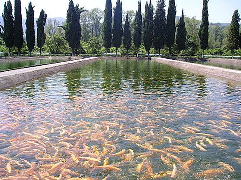 Разведение рыбного хозяйства