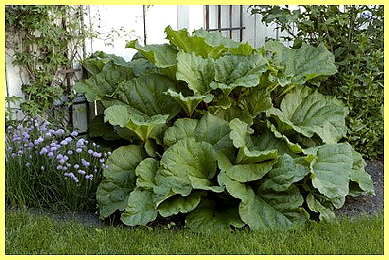 Reven' vyrashhivanie iz semjan