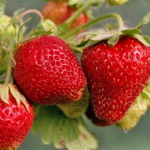 Сорт Земляники Брайтон фото