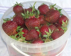 Сорт Земляники Фейерверк фото