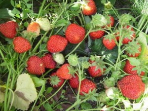 Сорт Земляники Фестивальная ромашка фото