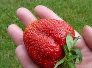 Сорт Земляники Гигантелла фото