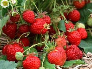 Сорт Земляники Гирлянда фото