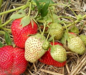 Сорт Земляники Хуан фото