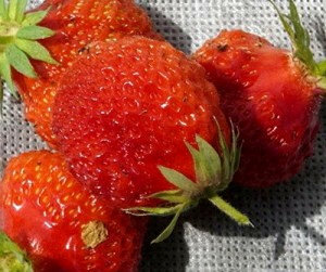 Сорт Земляники Эльвира фото