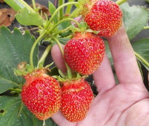 Сорт Земляники Юния Смайдс фото