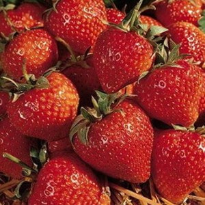 Сорт Земляники Кембридж Фаворит фото