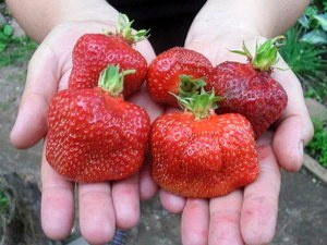 Сорт Земляники Кент фото