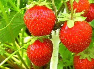 Сорт Земляники Кокинская ранняя фото