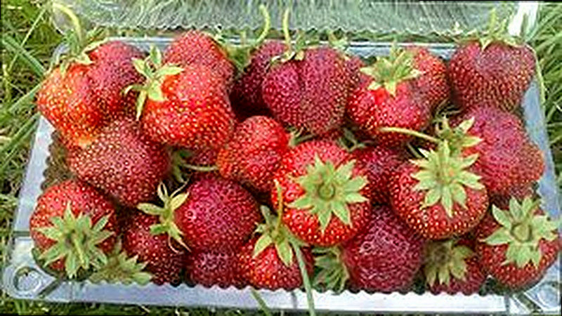 Сорт Земляники Московская юбилейная фото