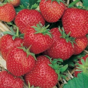 Сорт Земляники Ред Гонтлет фото