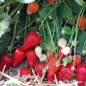 Сорт Земляники Урожайная фото