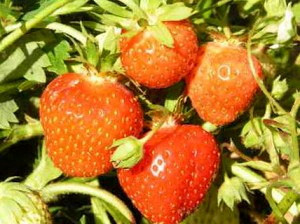 Сорт Земляники Вента фото