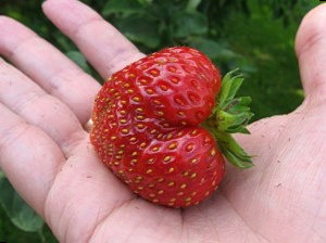 Сорт Земляники Викода фото