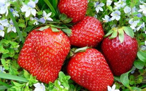 Сорт Земляники Жемчужница фото