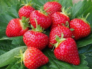 Сорт земляники Хонеойе фото