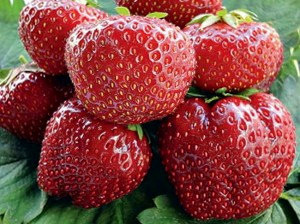 Сорт земляники Вима Тарда фото
