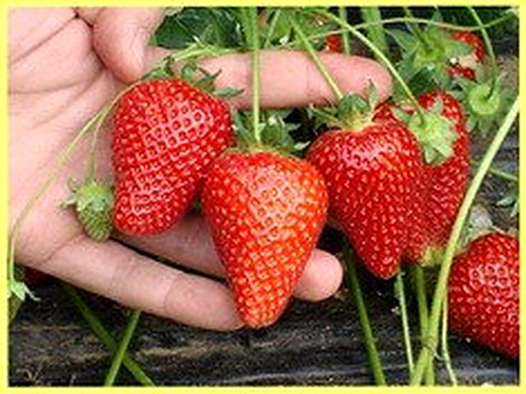 Сорта клубники с фотографиями и описанием