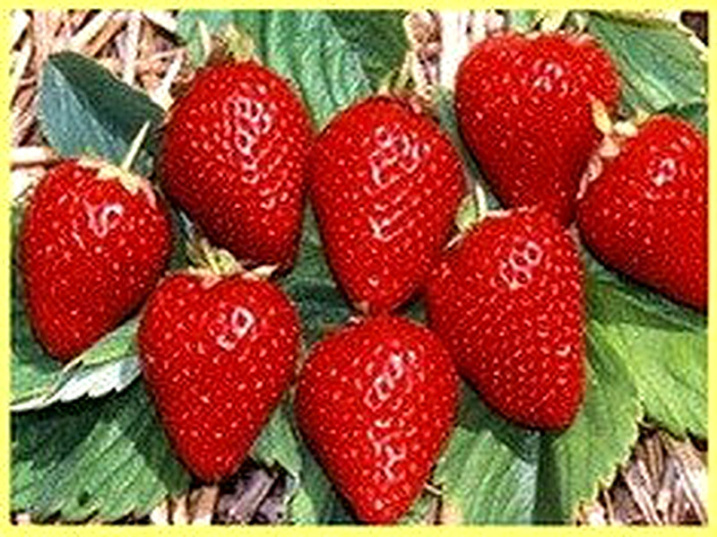 Сорта земляники с фотографиями и описанием