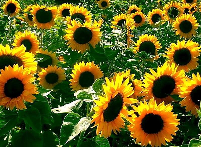 Выращивание подсолнуха на продажу