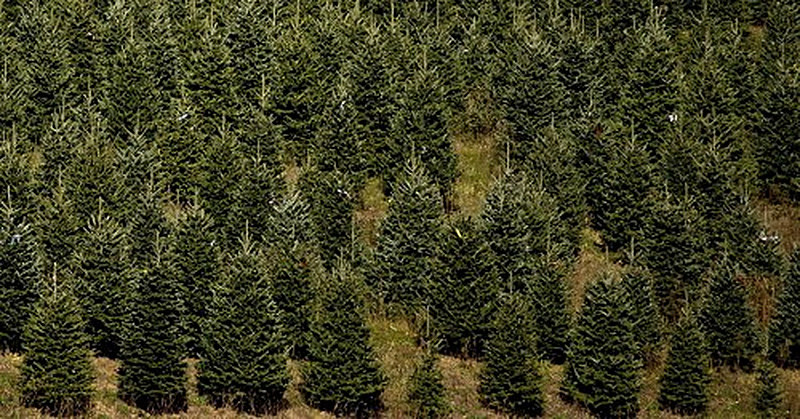 Выращивание Новогодних ёлок на продажу