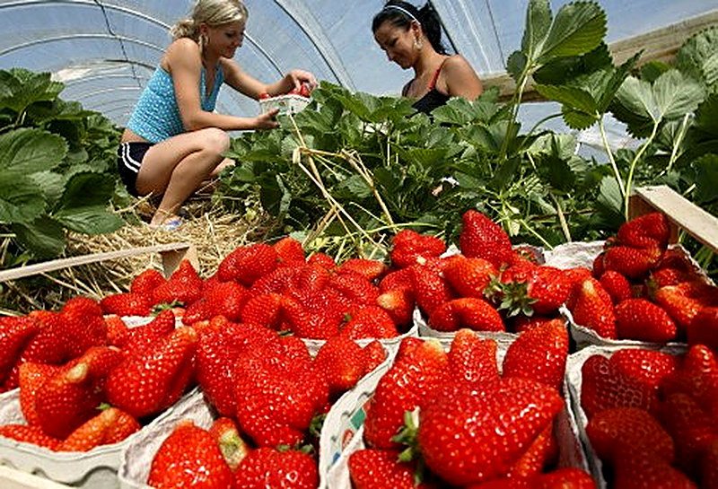 Выращивание ягод на продажу