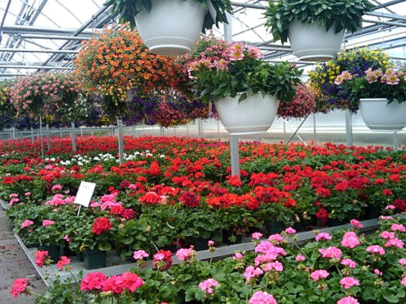 Выращивание комнатных цветов на продажу