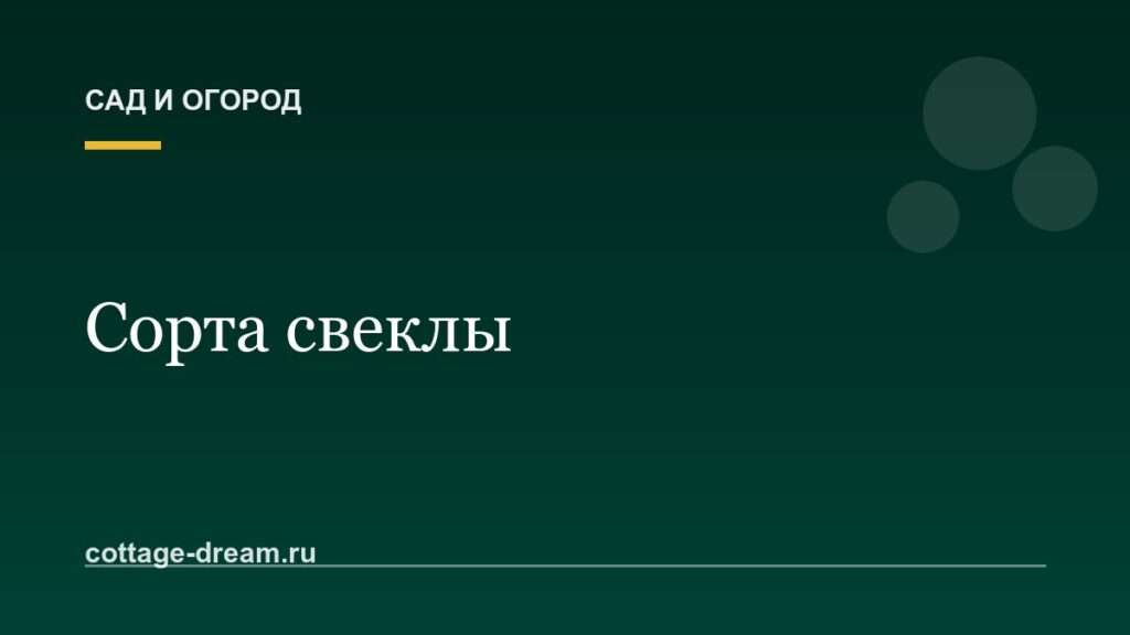 Сорта свеклы: описание