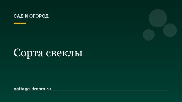 Сорта свеклы: описание