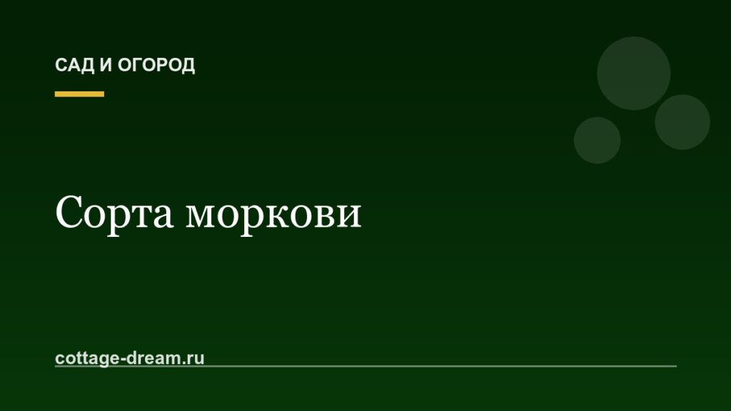 Сорта моркови: описание