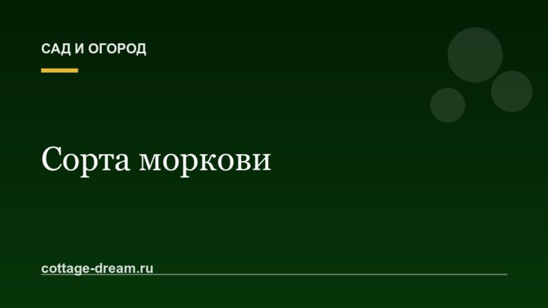 Сорта моркови: описание