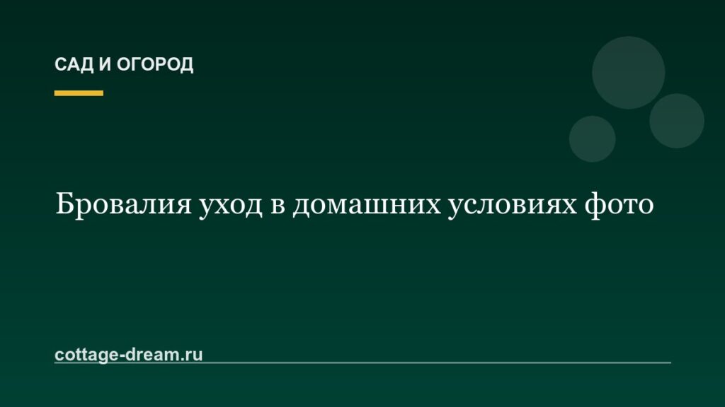Бровалия уход в домашних условиях фото