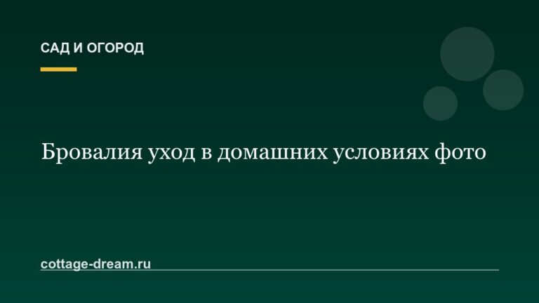 Бровалия уход в домашних условиях фото