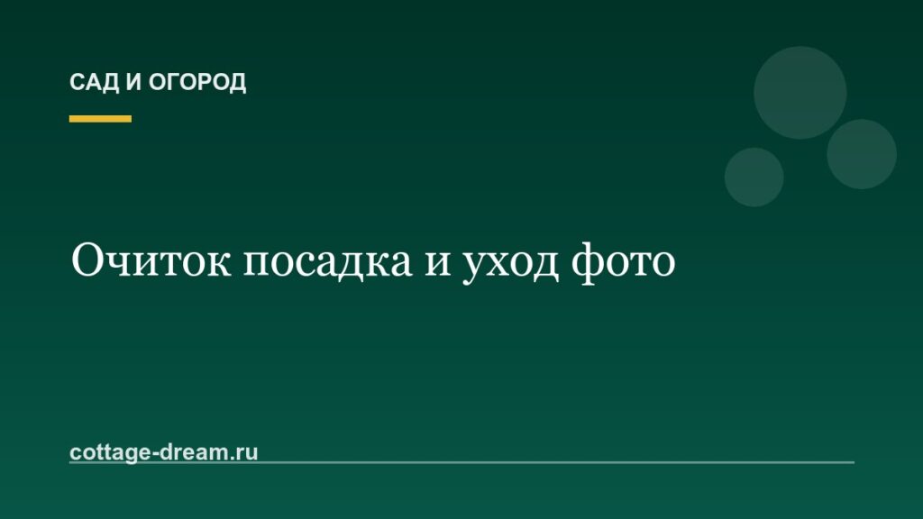 Очиток посадка и уход фото