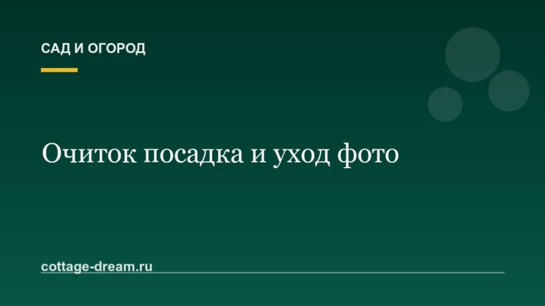 Очиток посадка и уход фото