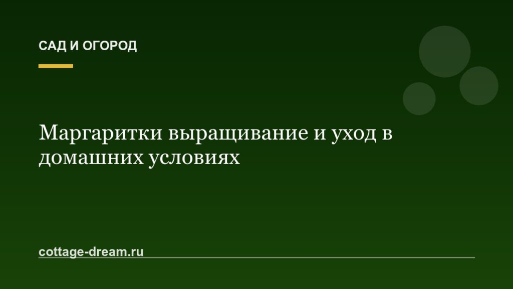Маргаритки выращивание и уход в домашних условиях