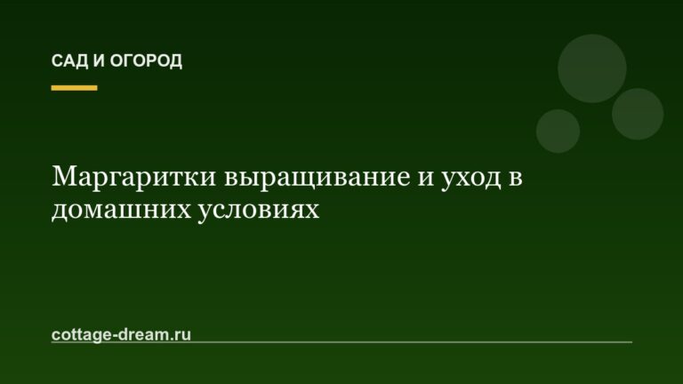 Маргаритки выращивание и уход в домашних условиях
