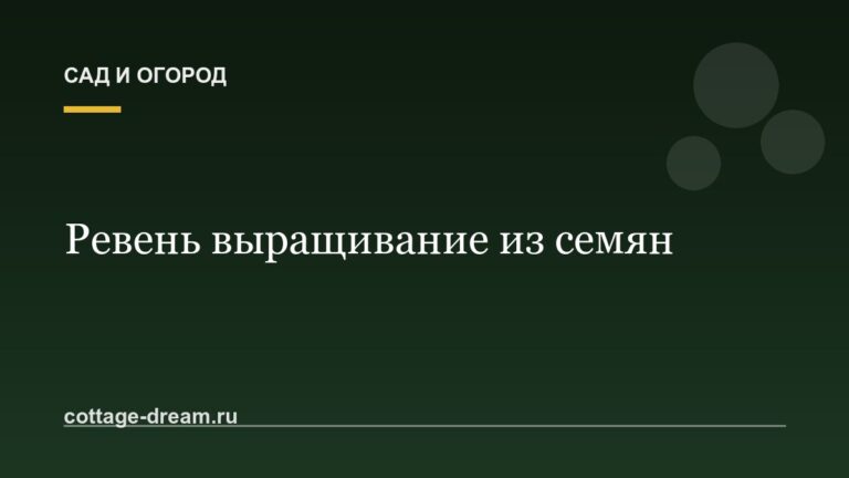 Ревень выращивание из семян: фото