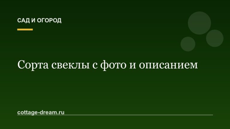 Сорта свеклы с фото и описанием