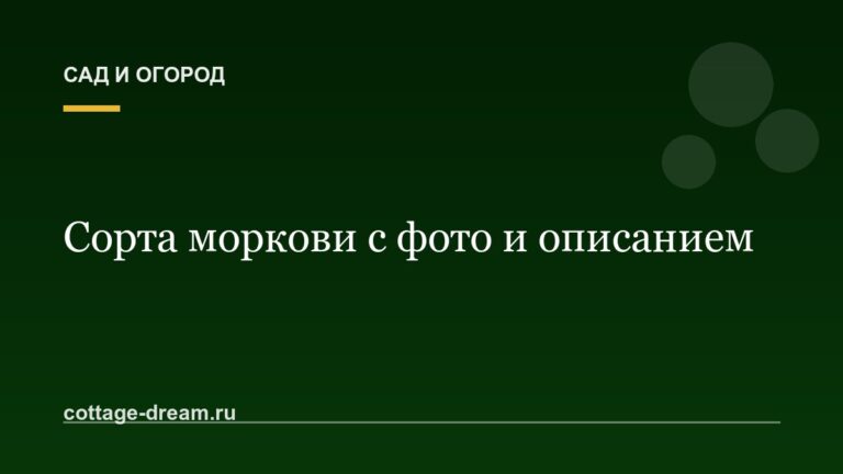 Сорта моркови с фото и описанием