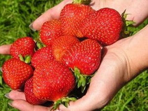 Сорт Земляники Лорд фото