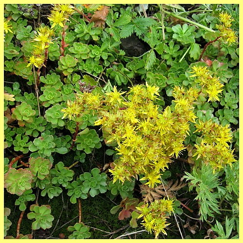 Гибридный очиток фото