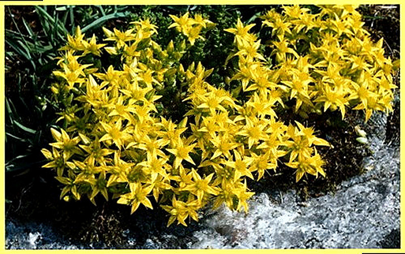 Едкий очиток фото