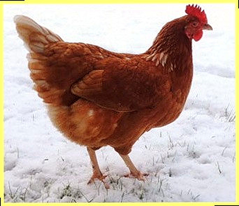 Kak obogret' kurjatnik zimoj