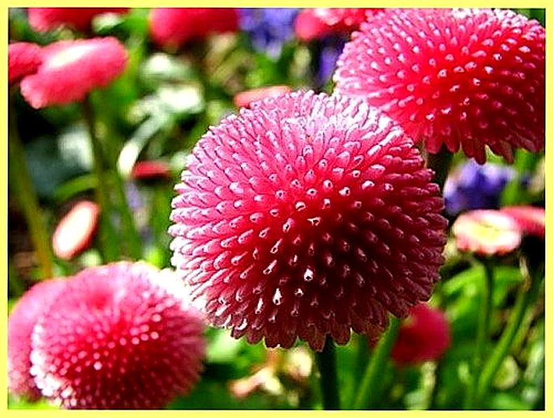 Маргаритка Помпонетта фото