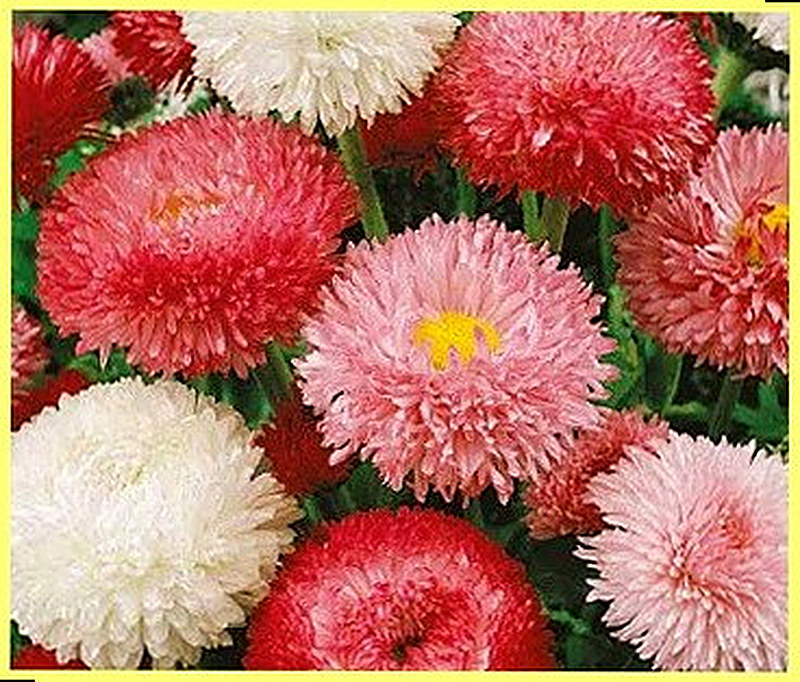 Маргаритка Прима фото