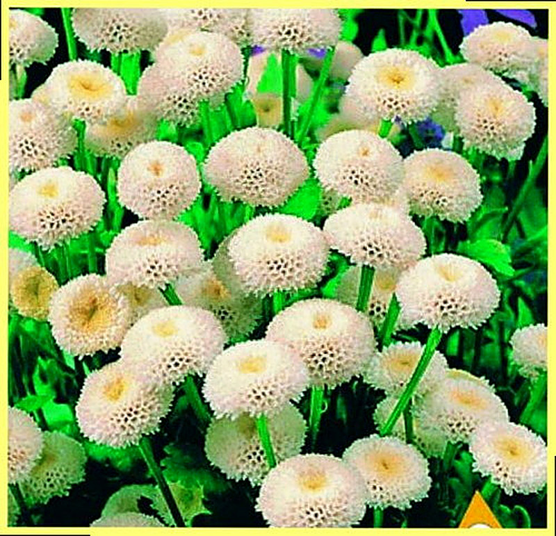 Маргаритка Снежный шар фото